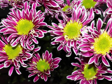 Bahçe bahçesinde güzel koyu kırmızı kasımpatılar