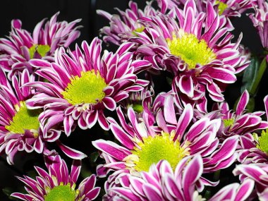 Bahçe bahçesinde güzel koyu kırmızı kasımpatılar