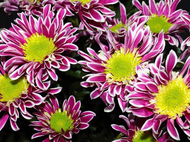 Bahçe bahçesinde güzel koyu kırmızı kasımpatılar