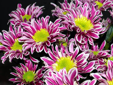 Bahçe bahçesinde güzel koyu kırmızı kasımpatılar