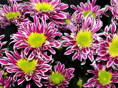 Bahçe bahçesinde güzel koyu kırmızı kasımpatılar