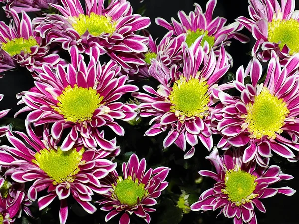 Beautiful Dark Red Chrysanthemums Garden Plot — Stock Photo, Image