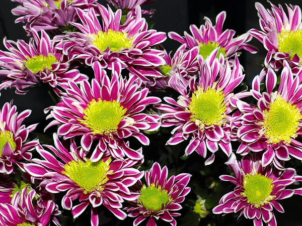 Beautiful Dark Red Chrysanthemums Garden Plot — Stock Photo, Image