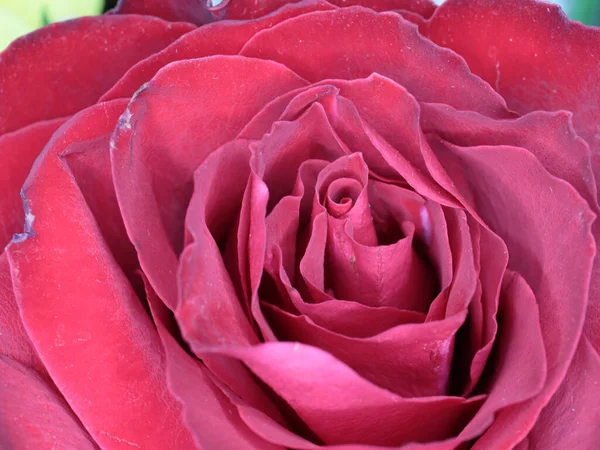 Wunderschöne Scharlachrote Rose Als Symbol Für Glück Und Liebe — Stockfoto