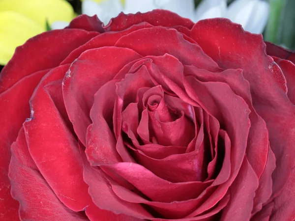Piękna Róża Szkarłatna Jako Symbol Szczęścia Miłości — Zdjęcie stockowe