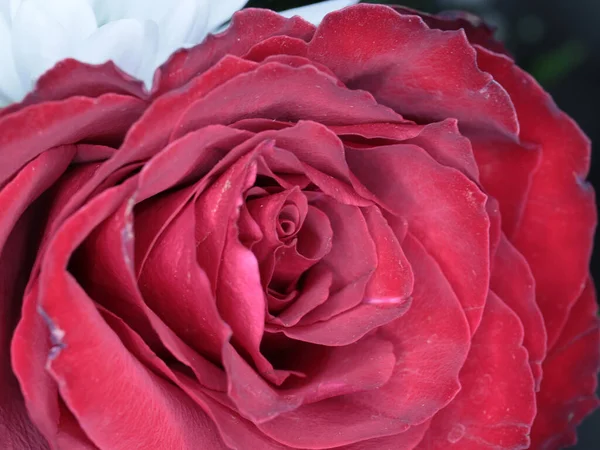 Vacker Scharlakansröd Ros Som Symbol För Lycka Och Kärlek — Stockfoto