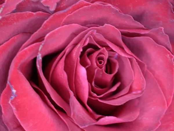 Mooie Scharlaken Roos Als Symbool Van Geluk Liefde — Stockfoto