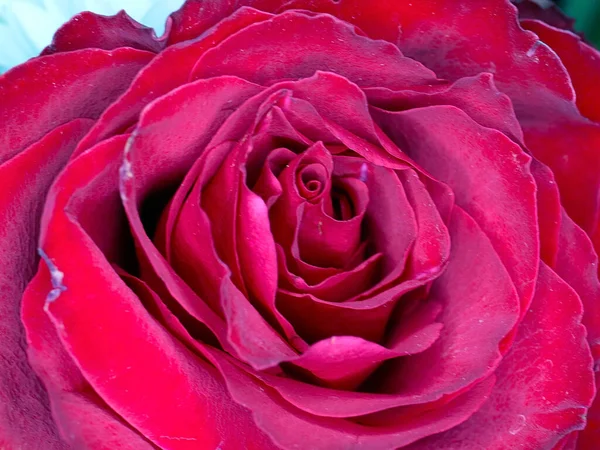 Hermosa Rosa Escarlata Como Símbolo Felicidad Amor — Foto de Stock