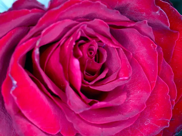 Beautiful Scarlet Rose Symbol Happiness Love — Stock Photo, Image