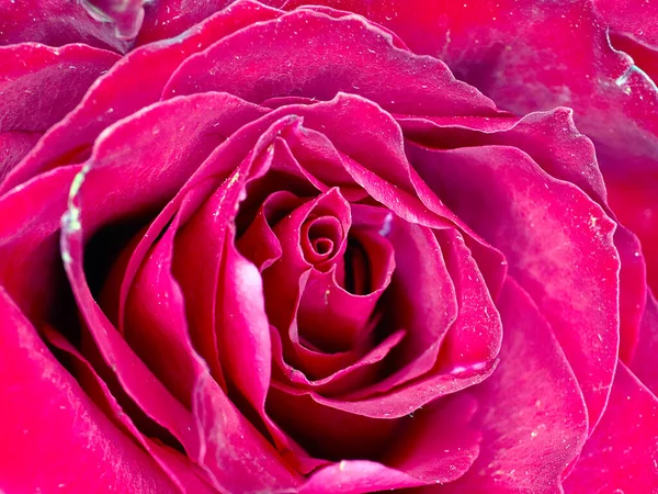 Wunderschöne Scharlachrote Rose Als Symbol Für Glück Und Liebe — Stockfoto