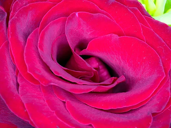Krásná Šarlatová Růže Jako Symbol Štěstí Lásky — Stock fotografie