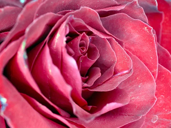 Wunderschöne Scharlachrote Rose Als Symbol Für Glück Und Liebe — Stockfoto