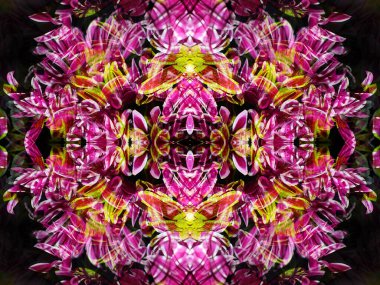 Taze çiçeklerin olduğu bir kaleydoskop ile fotoğraflandığında tuhaf çiçek desenleri