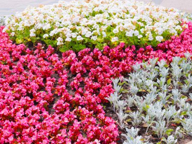 Şehir parkının çiçek tarhında çok renkli bahçe çiçekleri