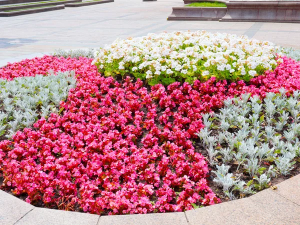 Vackra Mångfärgade Trädgård Blommor Rabatten Stadspark — Stockfoto