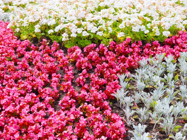 Vackra Mångfärgade Trädgård Blommor Rabatten Stadspark — Stockfoto