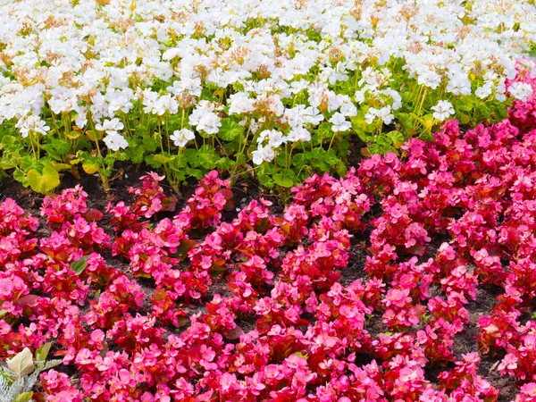 Mooie Veelkleurige Tuinbloemen Bloembed Van Een Stadspark — Stockfoto