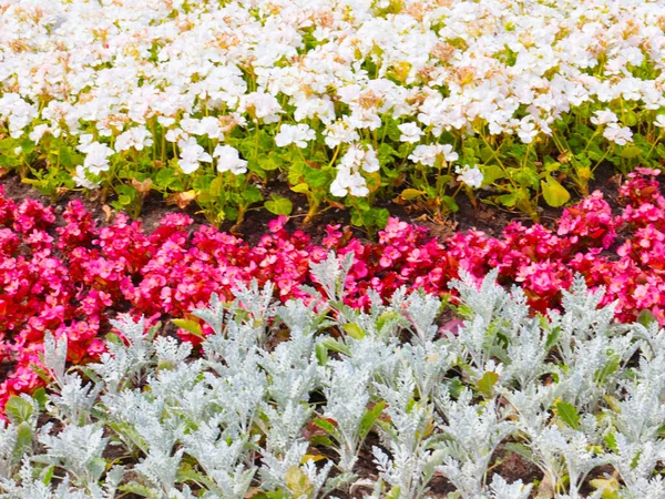 Beautiful Multicolored Garden Flowers Flowerbed City Park — Stock Photo, Image