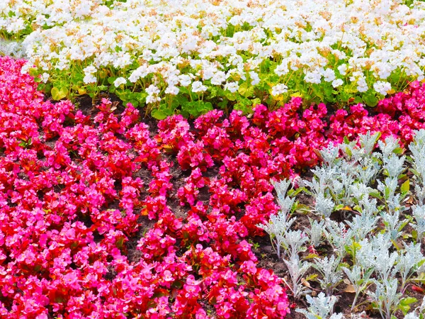 Mooie Veelkleurige Tuinbloemen Bloembed Van Een Stadspark — Stockfoto