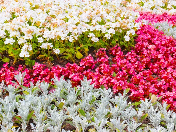 Bellissimi Fiori Multicolori Giardino Sull Aiuola Parco Cittadino Foto Stock Royalty Free