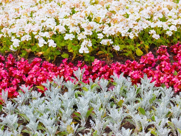 Красивые Разноцветные Садовые Цветы Клумбе Городского Парка Лицензионные Стоковые Изображения
