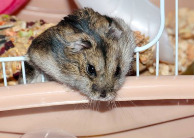 Güzel bir Djungarlı hamster metal bir kafeste oturuyor.