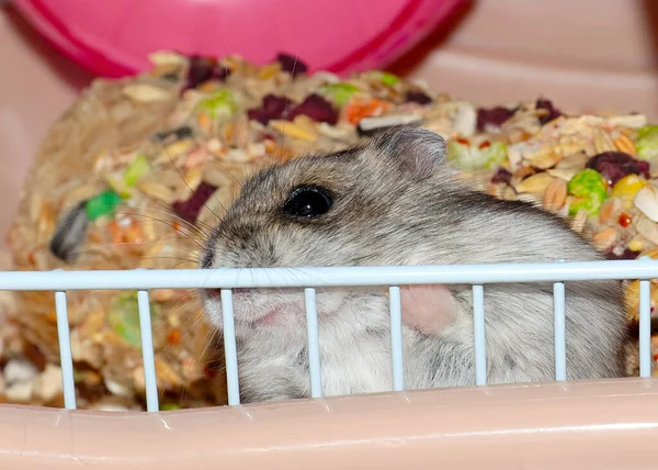 一只漂亮的德州人仓鼠坐在一个金属笼子里 — 图库照片