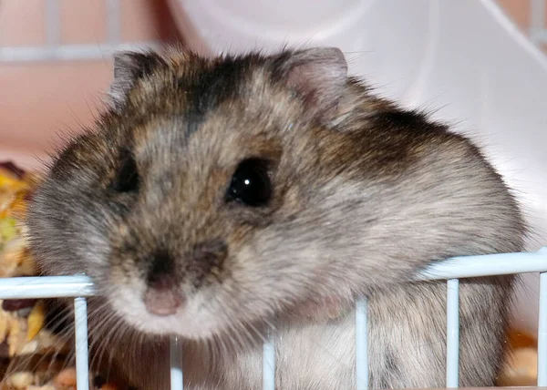 Beautiful Djungarian Hamster Sits Metal Cage — Stock Photo, Image