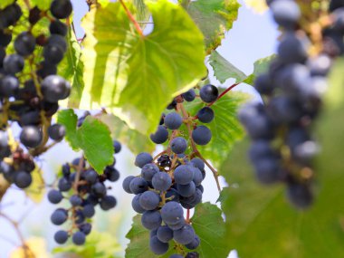 Üzüm bağının dallarında olgun kırmızı üzümler.