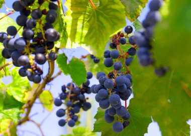 Üzüm bağının dallarında olgun kırmızı üzümler.