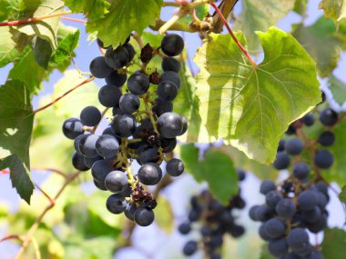 Üzüm bağının dallarında olgun kırmızı üzümler.