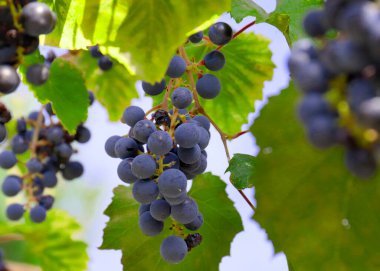 Üzüm bağının dallarında olgun kırmızı üzümler.