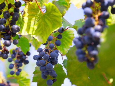 Üzüm bağının dallarında olgun kırmızı üzümler.