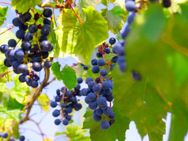 Üzüm bağının dallarında olgun kırmızı üzümler.