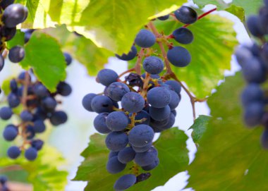 Üzüm bağının dallarında olgun kırmızı üzümler.
