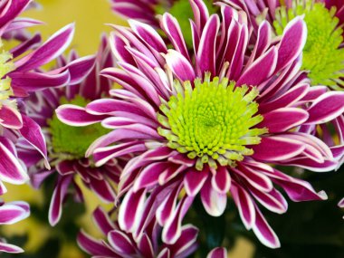 Güzel kırmızı kasımpatı çiçeği bir tatil unsuru olarak