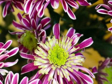 Güzel kırmızı kasımpatı çiçeği bir tatil unsuru olarak