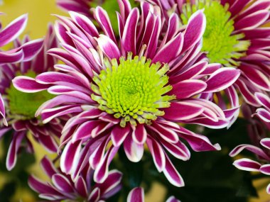 Güzel kırmızı kasımpatı çiçeği bir tatil unsuru olarak