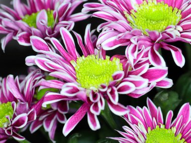 Güzel kırmızı kasımpatı çiçeği bir tatil unsuru olarak