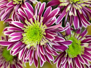 Güzel kırmızı kasımpatı çiçeği bir tatil unsuru olarak