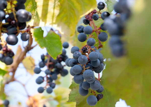 Brushes Ripe Red Grapes Branches Vineyard — Stock Photo, Image