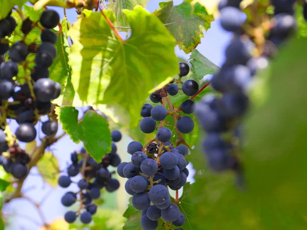 Cepillos Uvas Rojas Maduras Las Ramas Viña —  Fotos de Stock