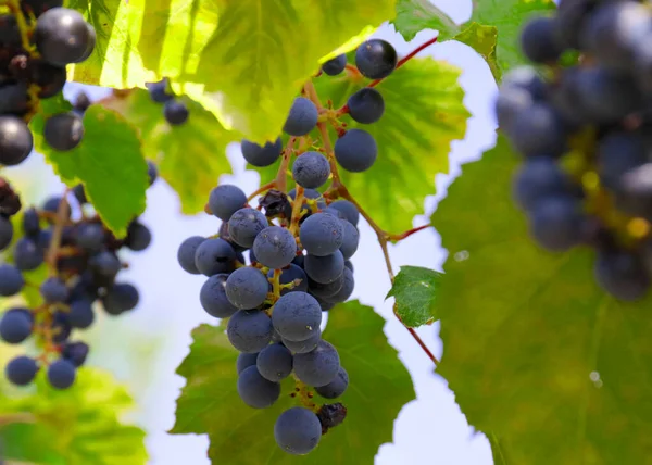 Brushes Ripe Red Grapes Branches Vineyard — Stock Photo, Image