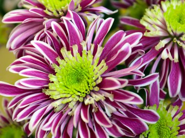 Güzel kırmızı kasımpatı çiçeği bir tatil unsuru olarak