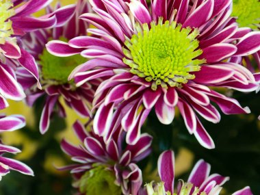 Güzel kırmızı kasımpatı çiçeği bir tatil unsuru olarak