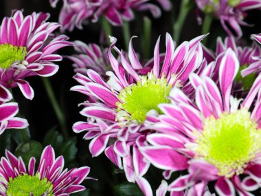 Güzel kırmızı kasımpatı çiçeği bir tatil unsuru olarak