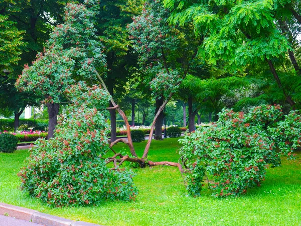 Bellissimi Alberi Vegetazione Parco Città Mosca Russia — Foto Stock