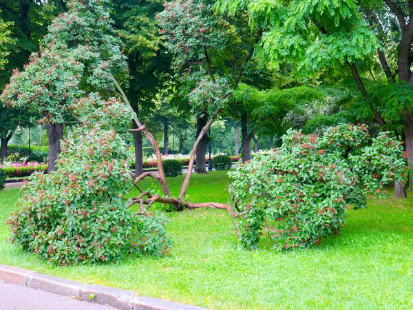 Vackra Träd Och Vegetation Park Stad Moskva Ryssland — Stockfoto