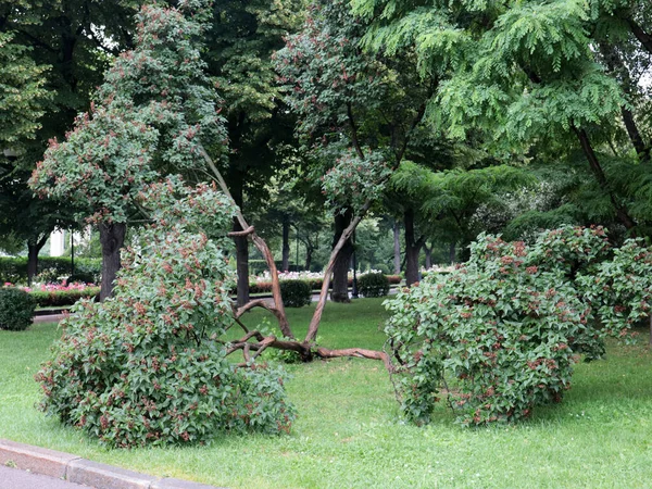 Beaux Arbres Végétation Parc Ville Moscou Russie — Photo