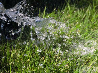Güzel yeşil çimenler ve sularken berrak bir su akıntısı
